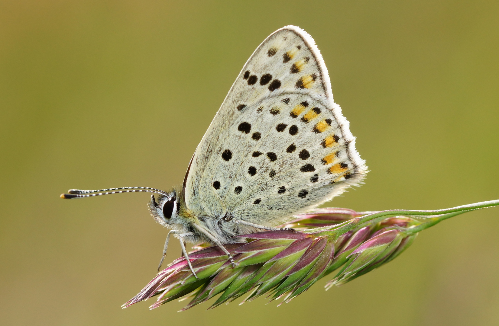 Schmetterling