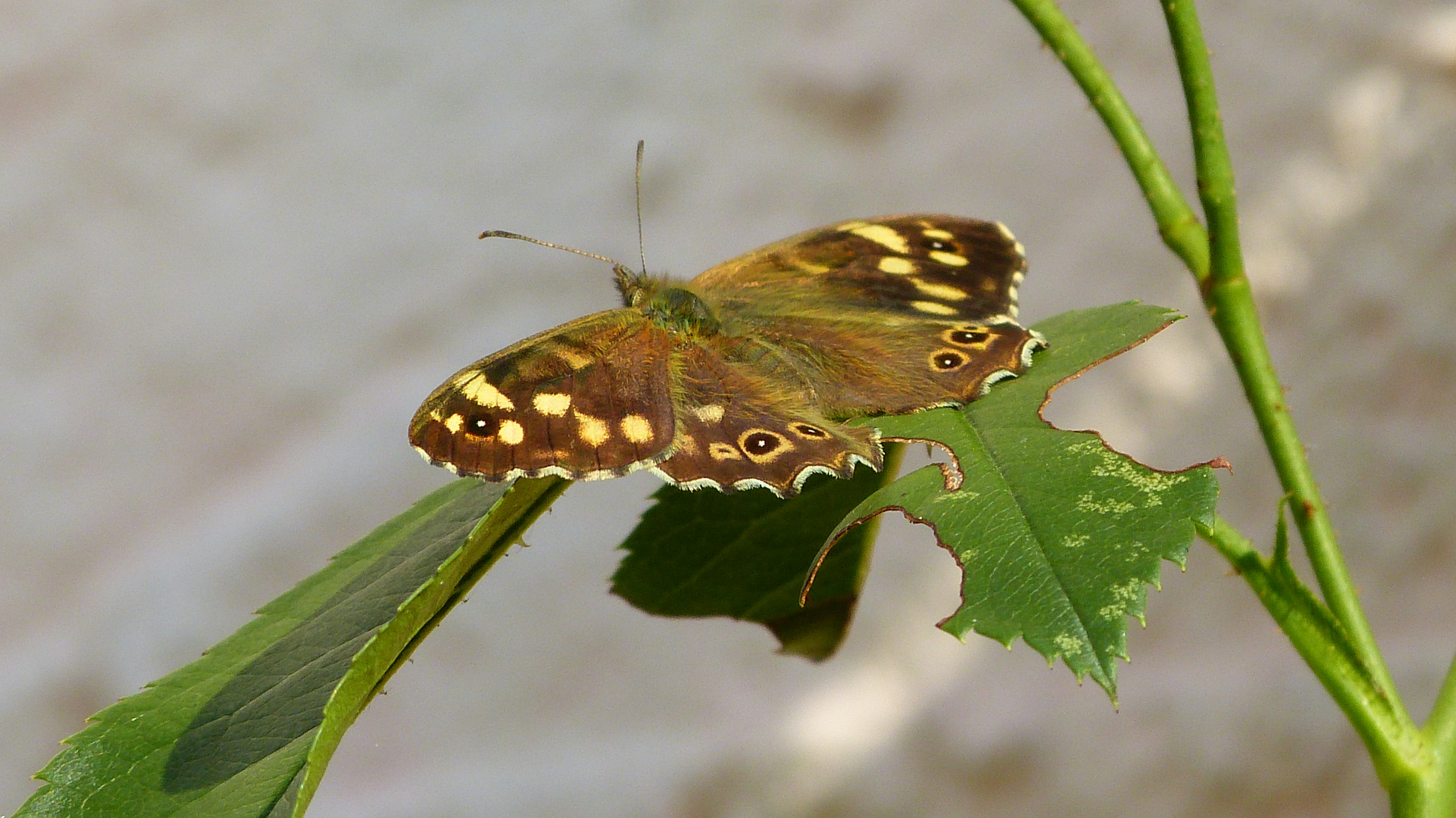 Schmetterling 