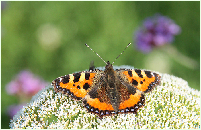 Schmetterling