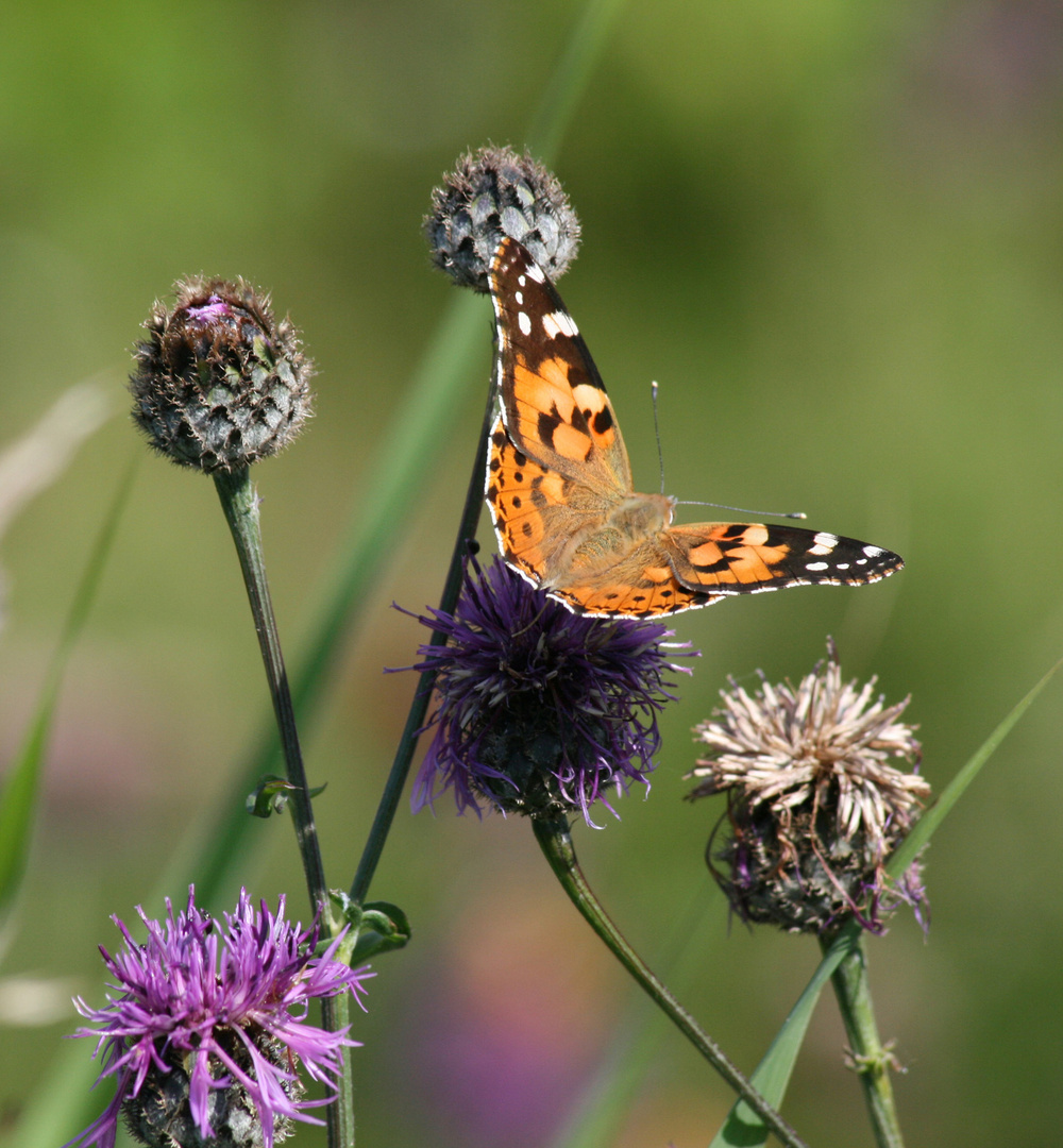 Schmetterling