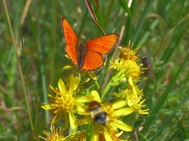 Schmetterling