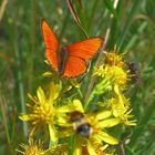 Schmetterling