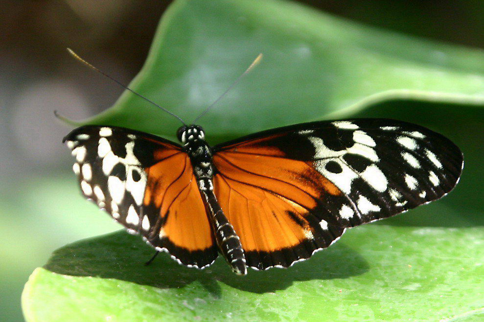 Schmetterling