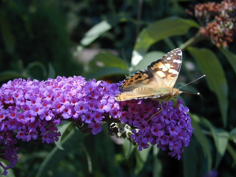 Schmetterling