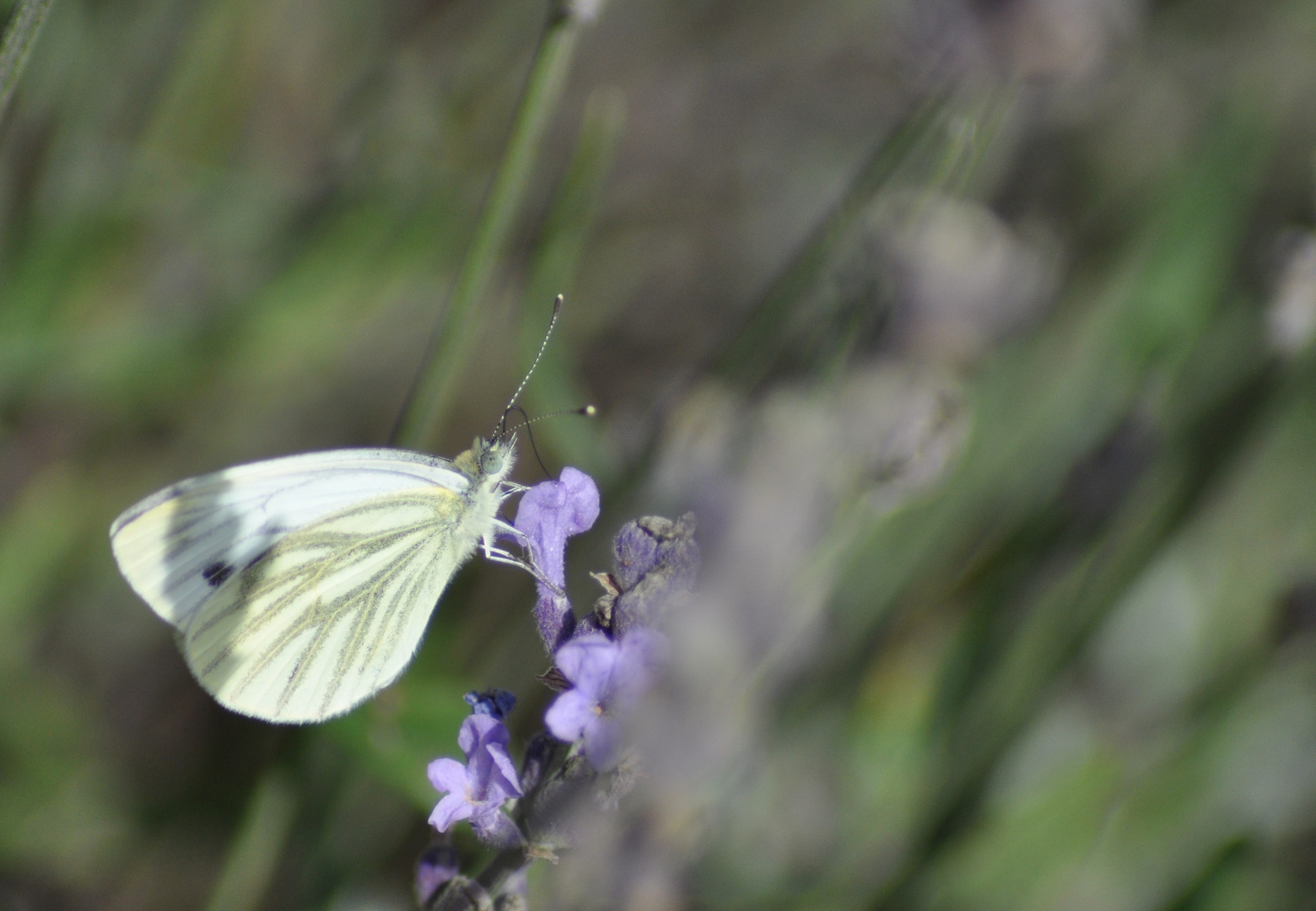 Schmetterling