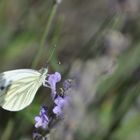 Schmetterling