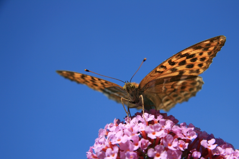 Schmetterling