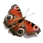 Schmetterling