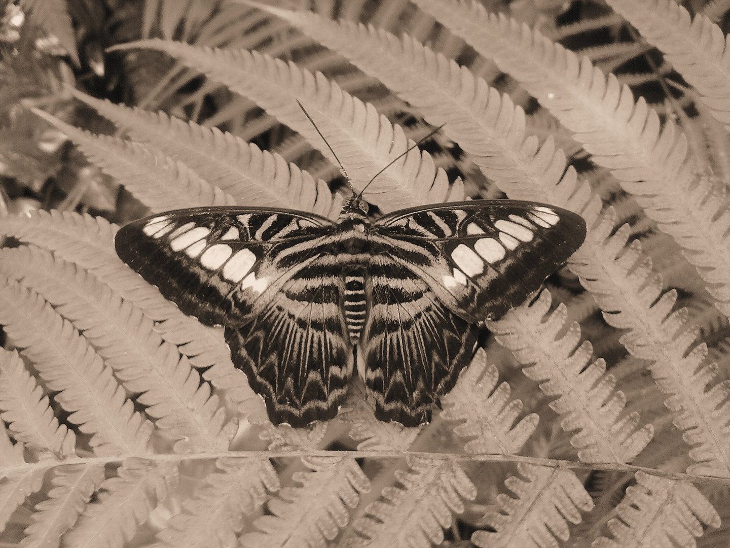 Schmetterling