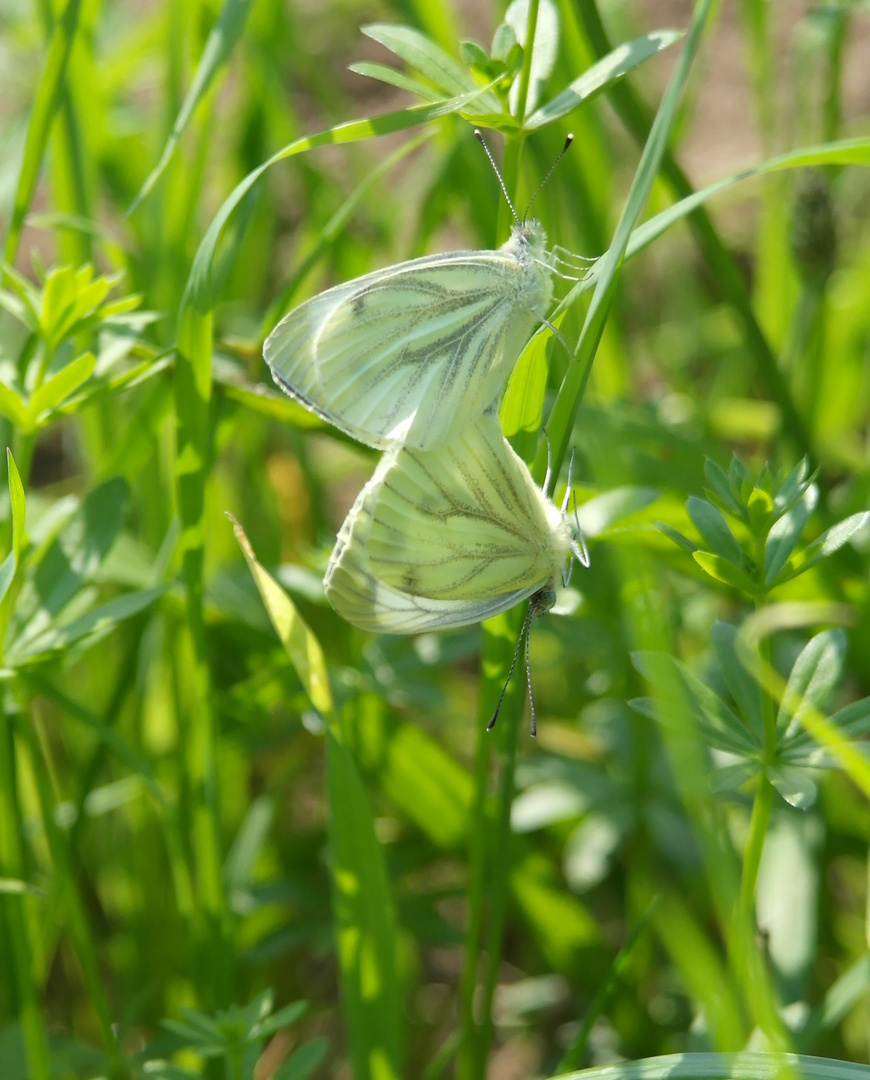 Schmetterling