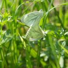 Schmetterling