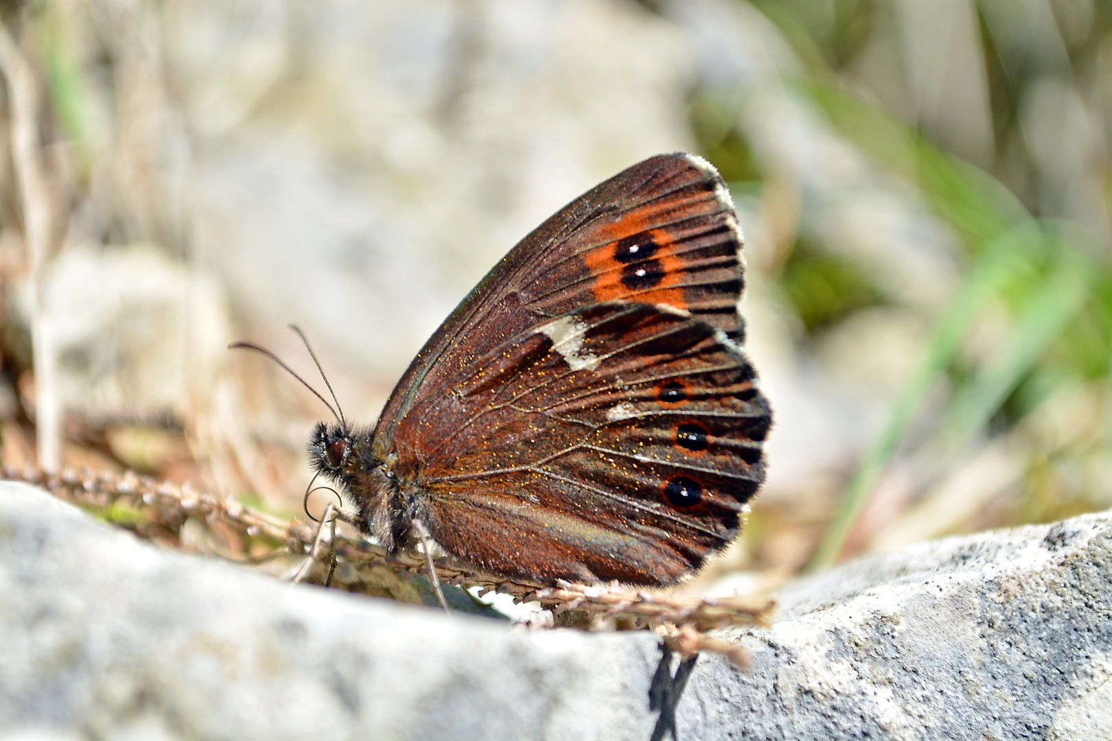 Schmetterling