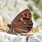 Schmetterling