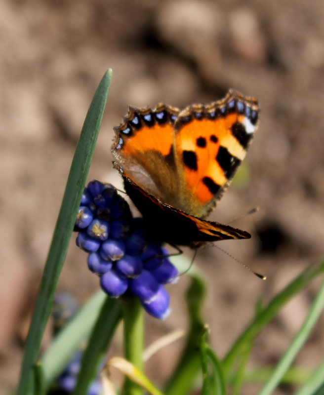 Schmetterling