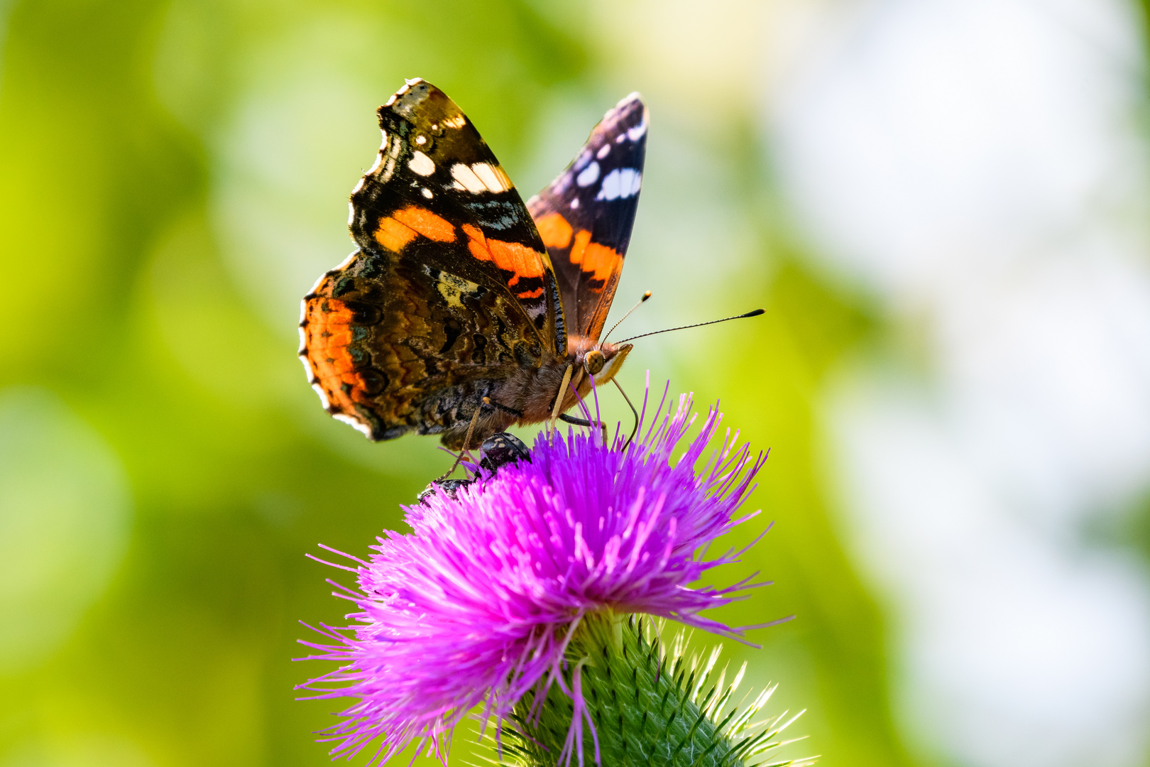 Schmetterling