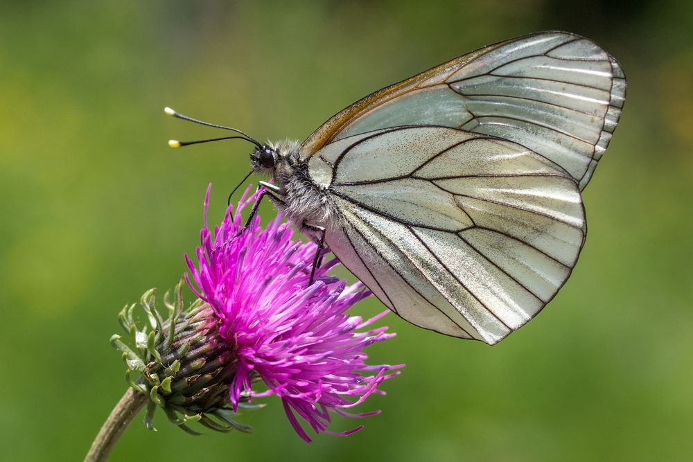 Schmetterling