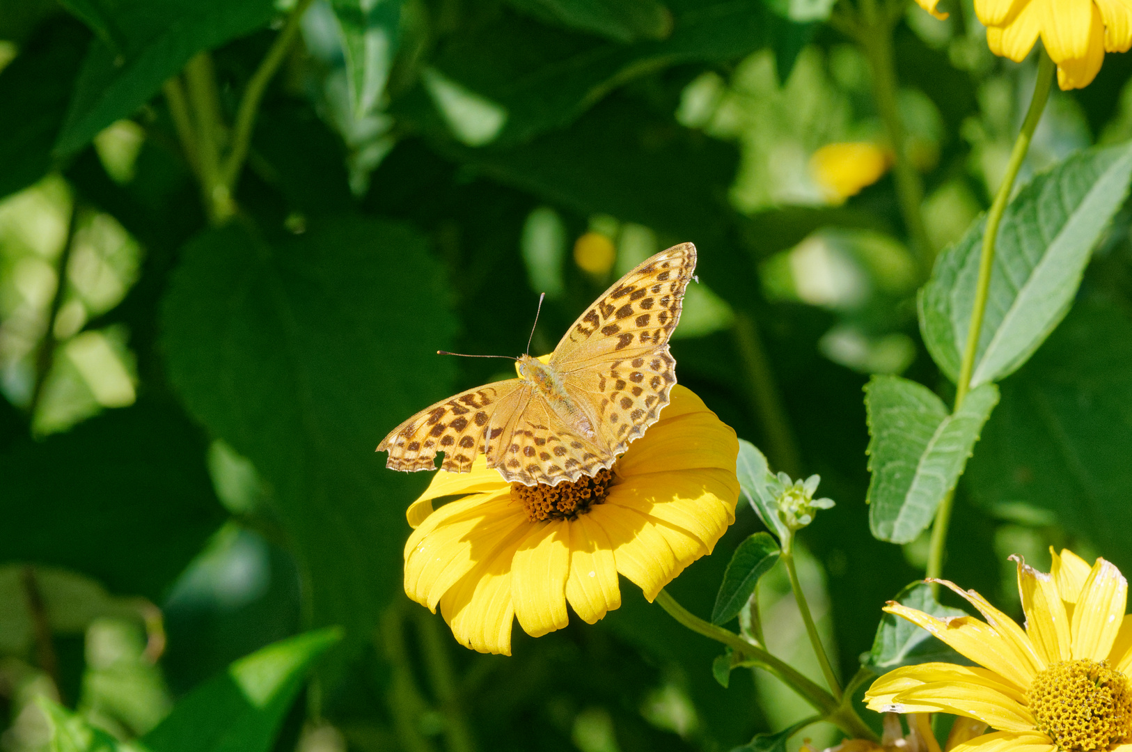 Schmetterling