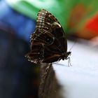 Schmetterling