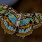 Schmetterling