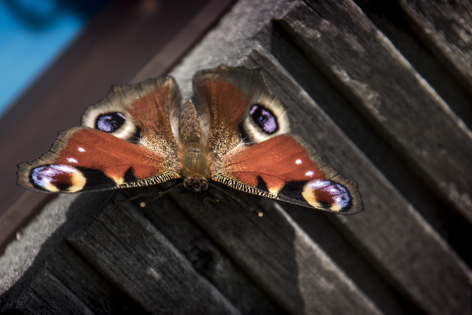 Schmetterling