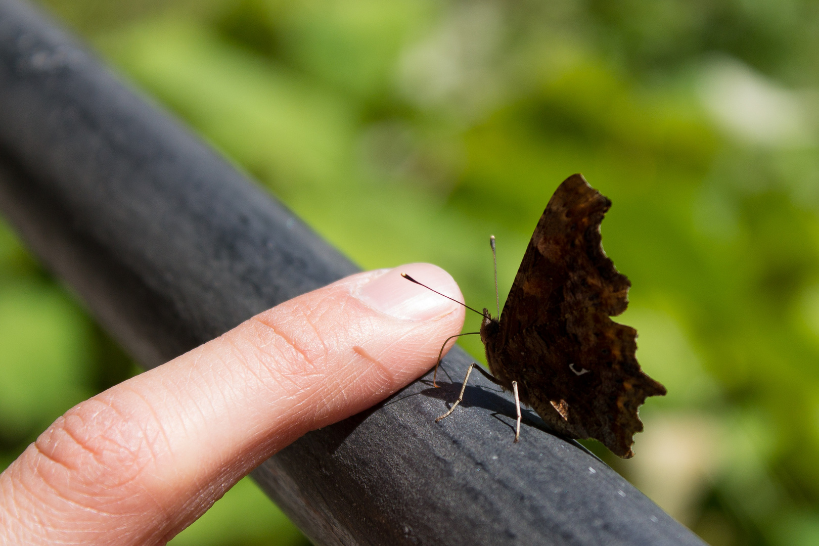 Schmetterling