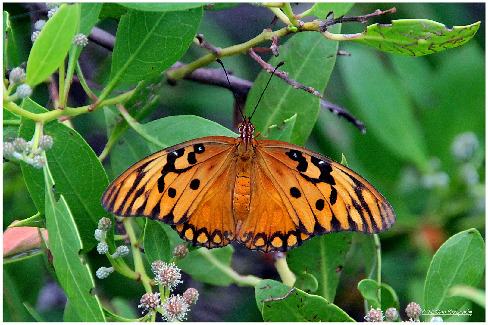 Schmetterling