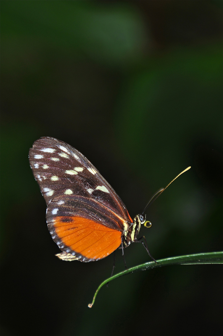 Schmetterling