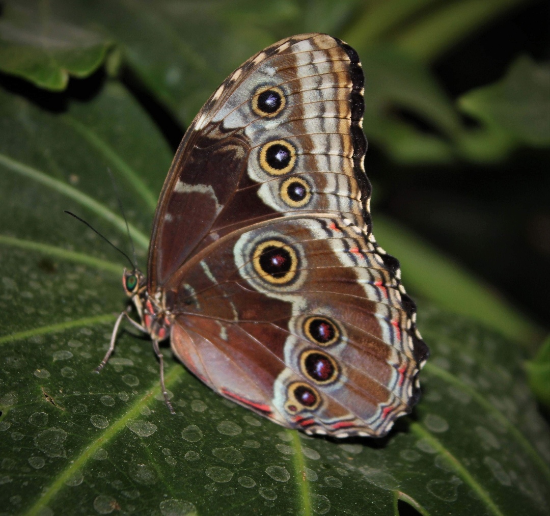 Schmetterling