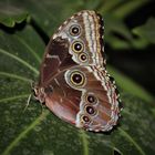 Schmetterling