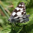 Schmetterling