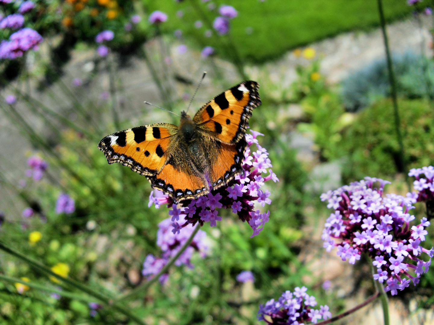 Schmetterling