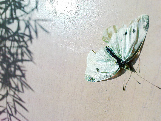 Schmetterling