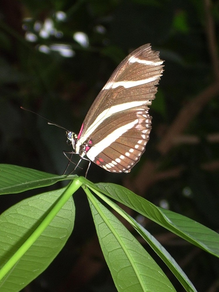 Schmetterling