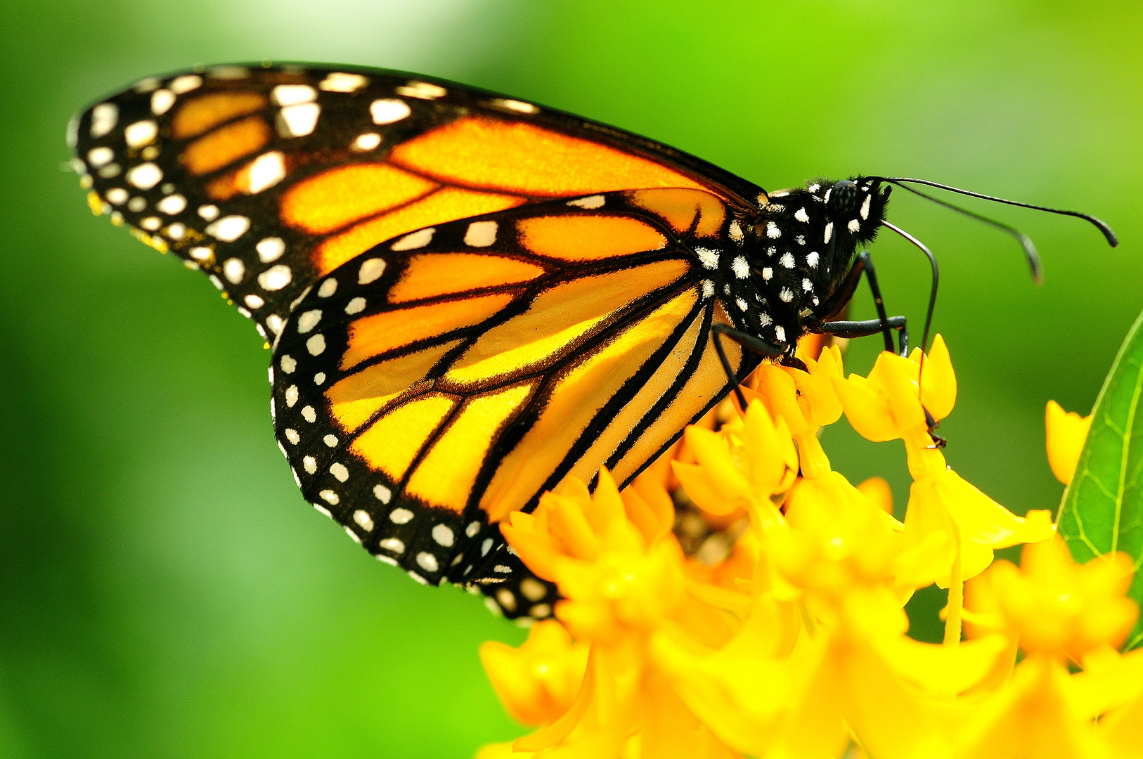 Schmetterling