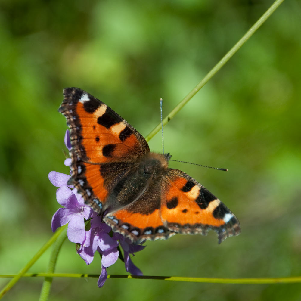 Schmetterling