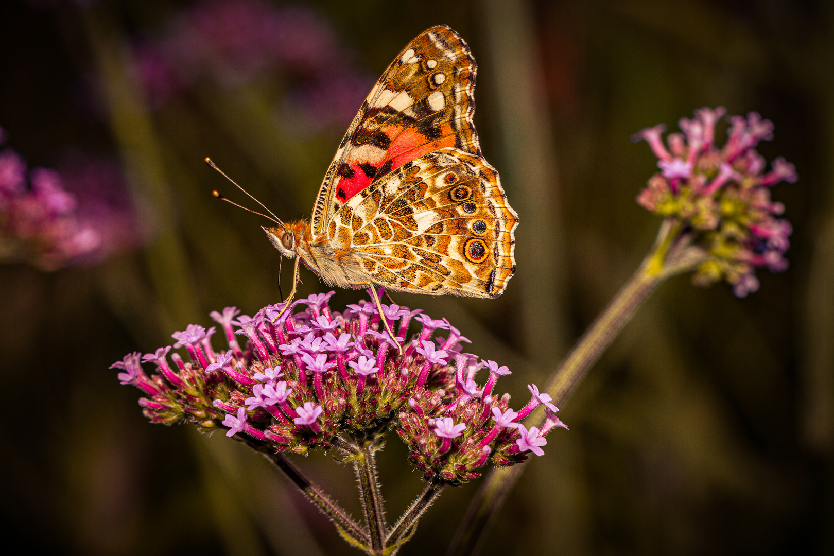 Schmetterling