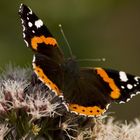 Schmetterling