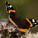 Schmetterling