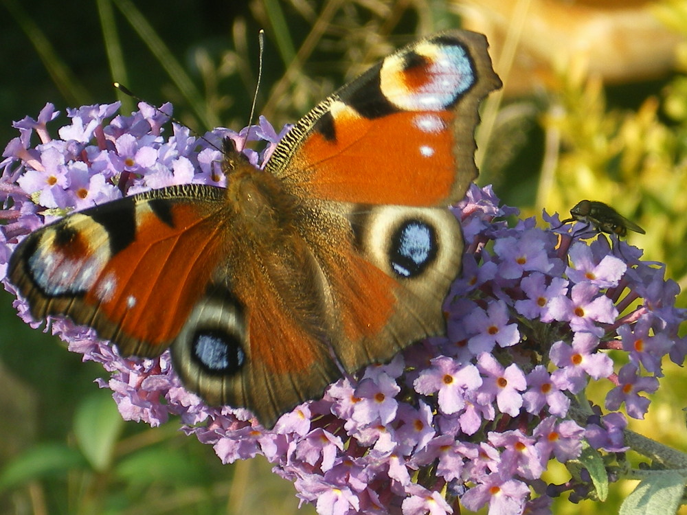 Schmetterling