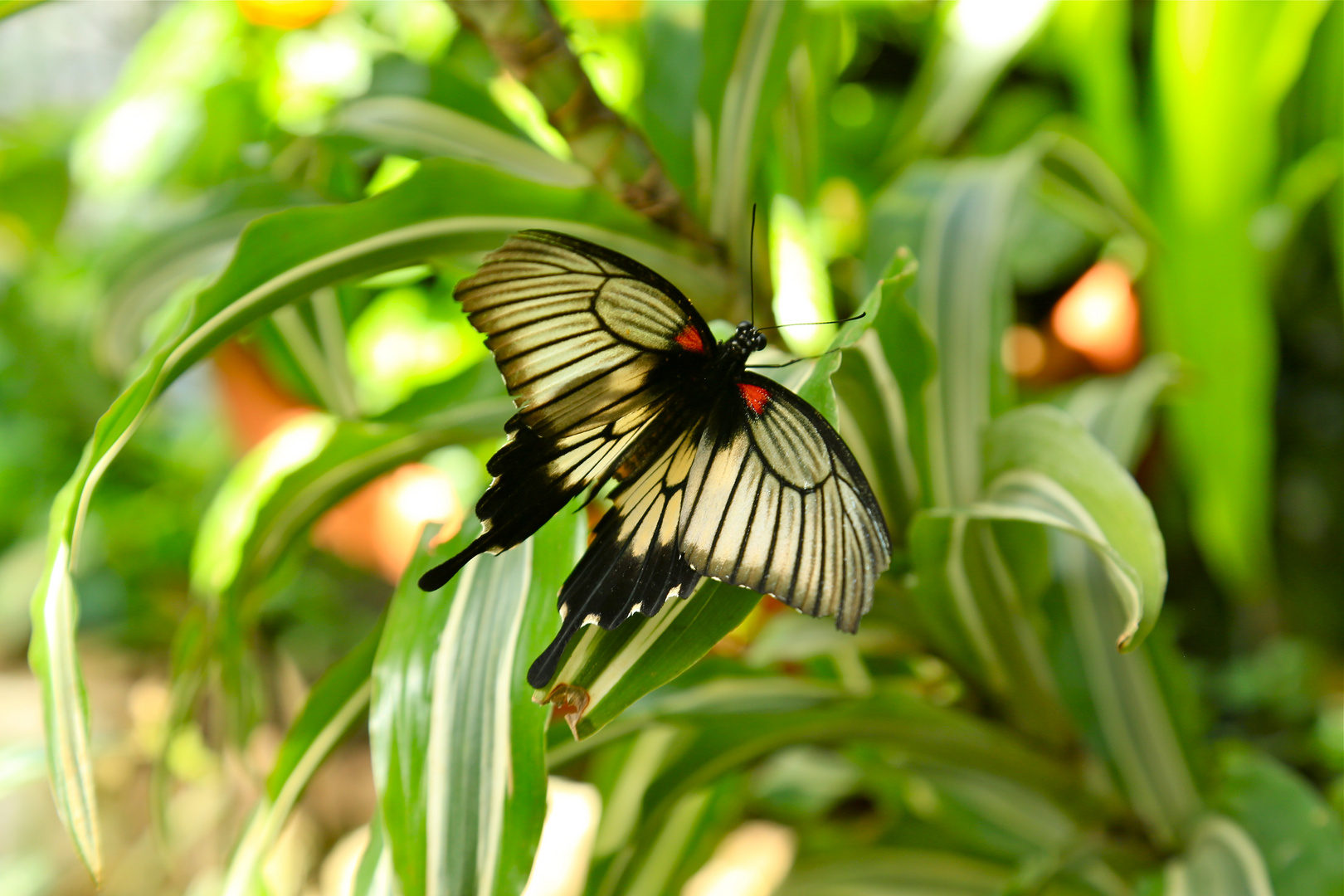 Schmetterling