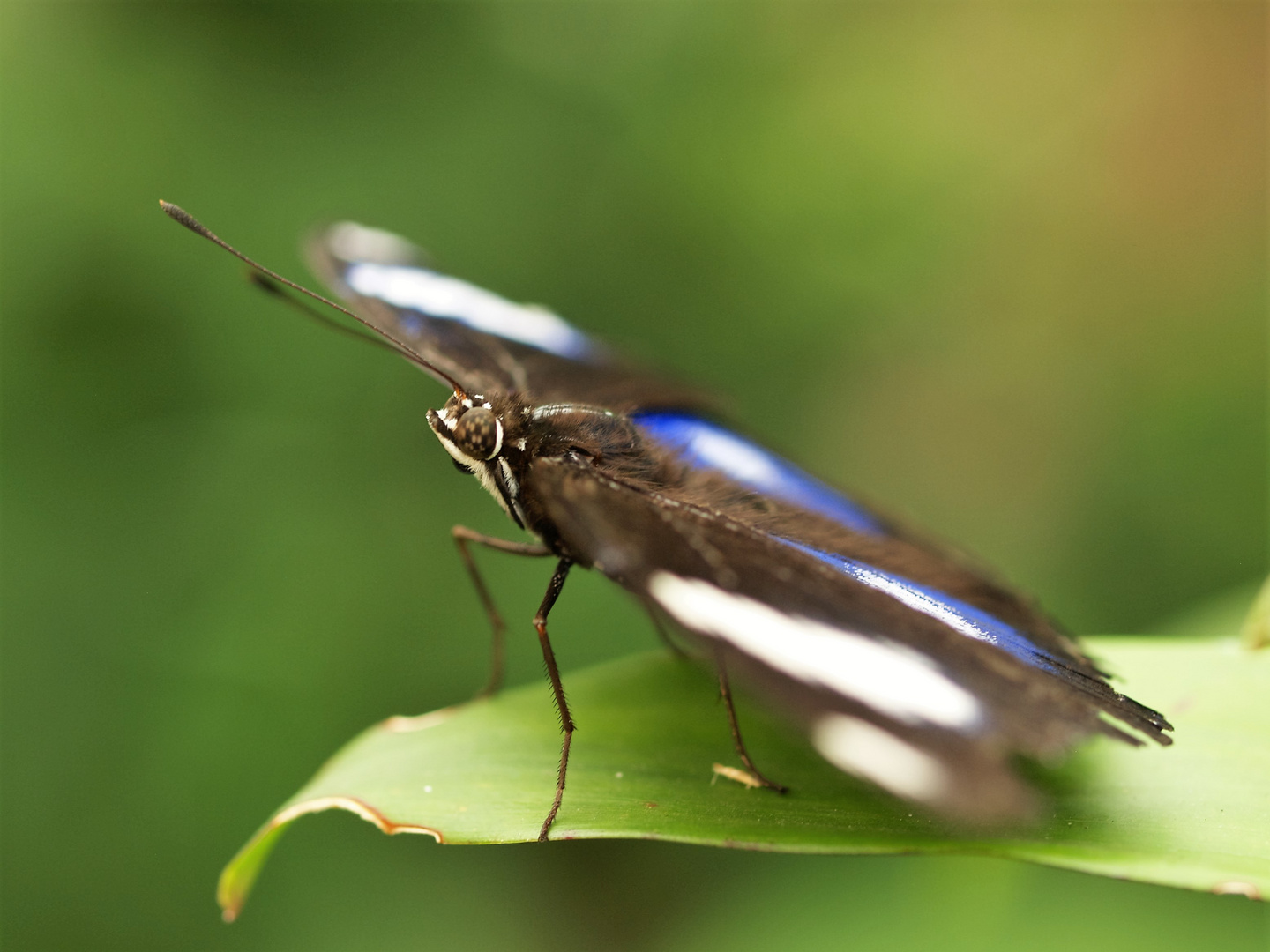 Schmetterling