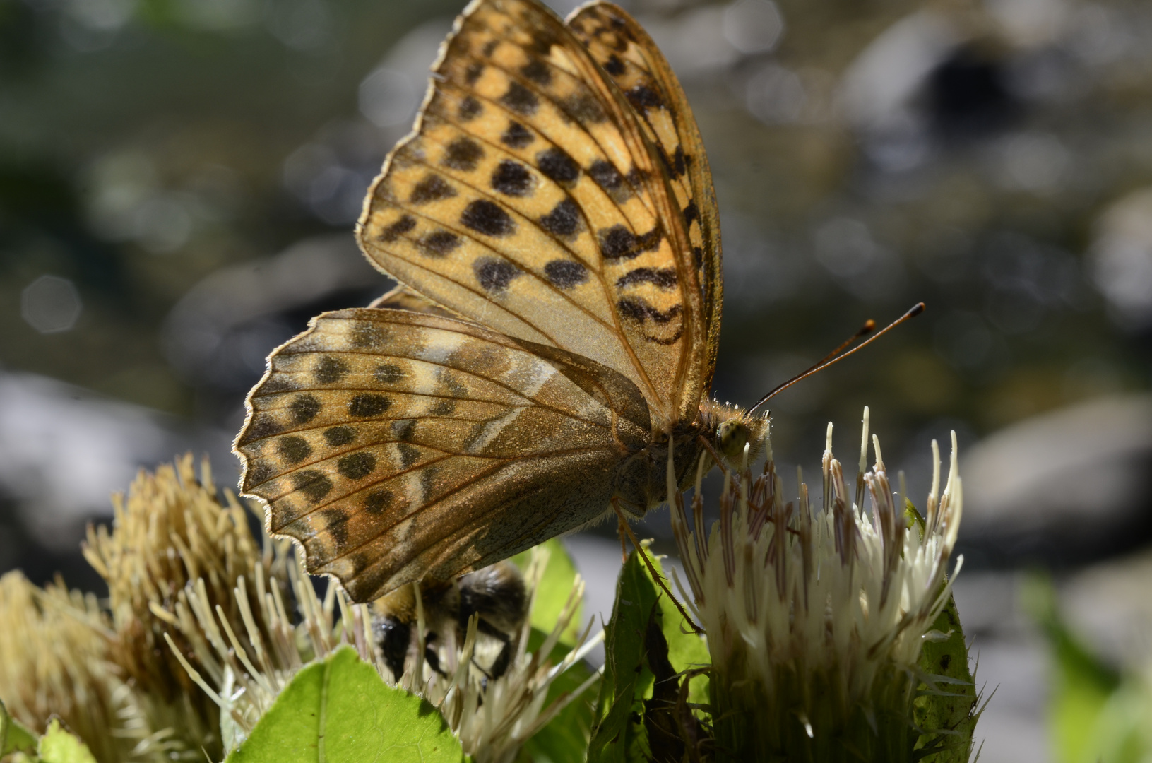 Schmetterling