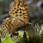 Schmetterling