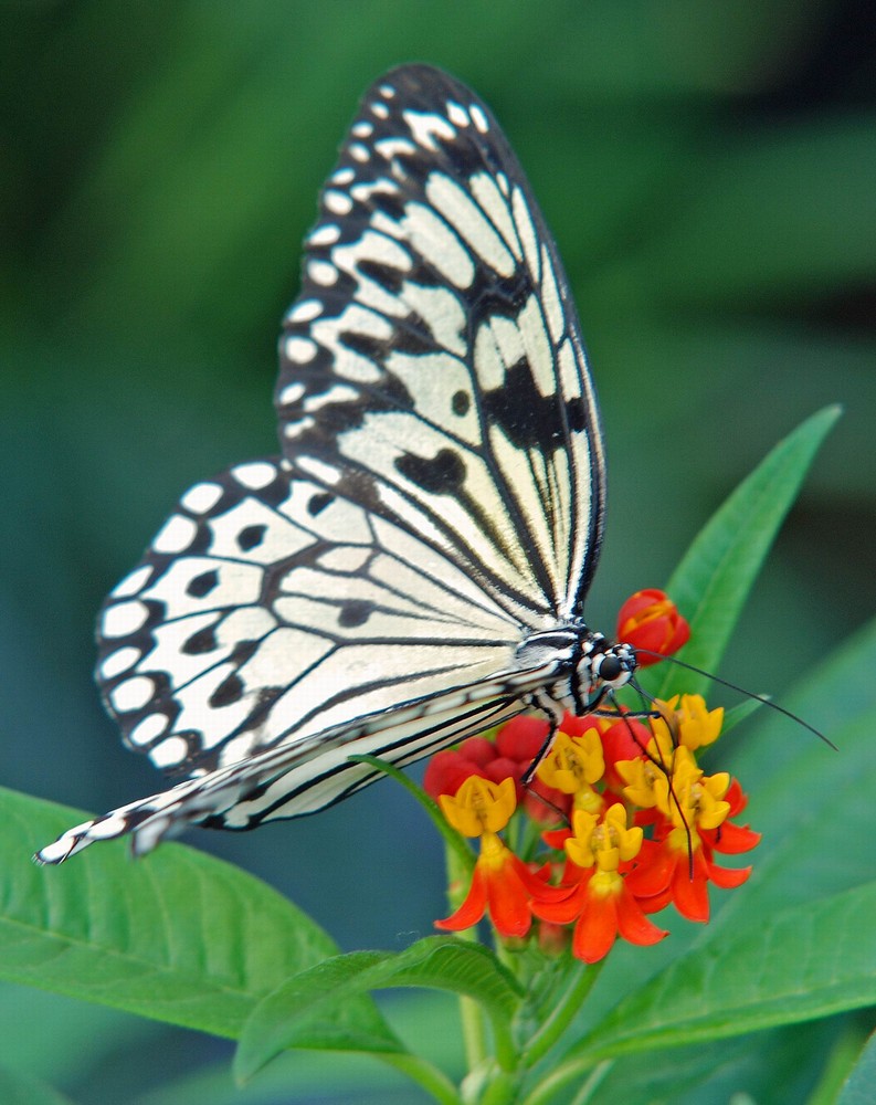 Schmetterling