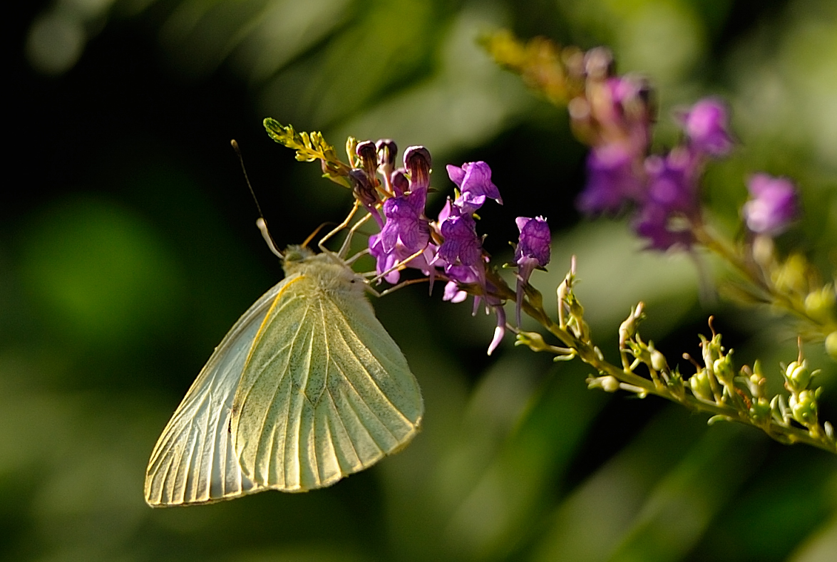 "Schmetterling"