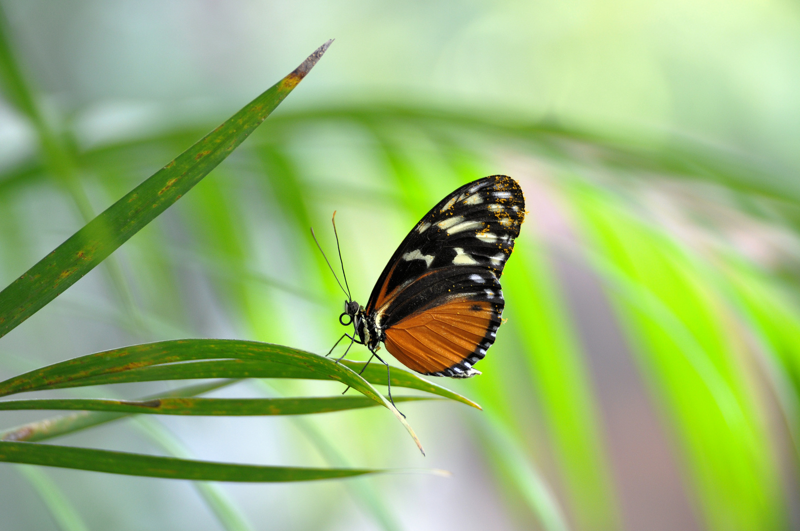 Schmetterling