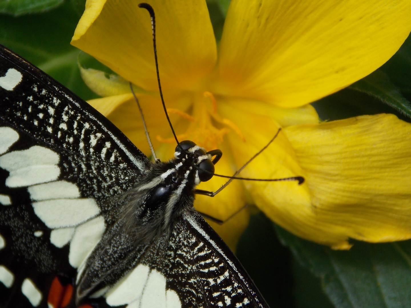 Schmetterling