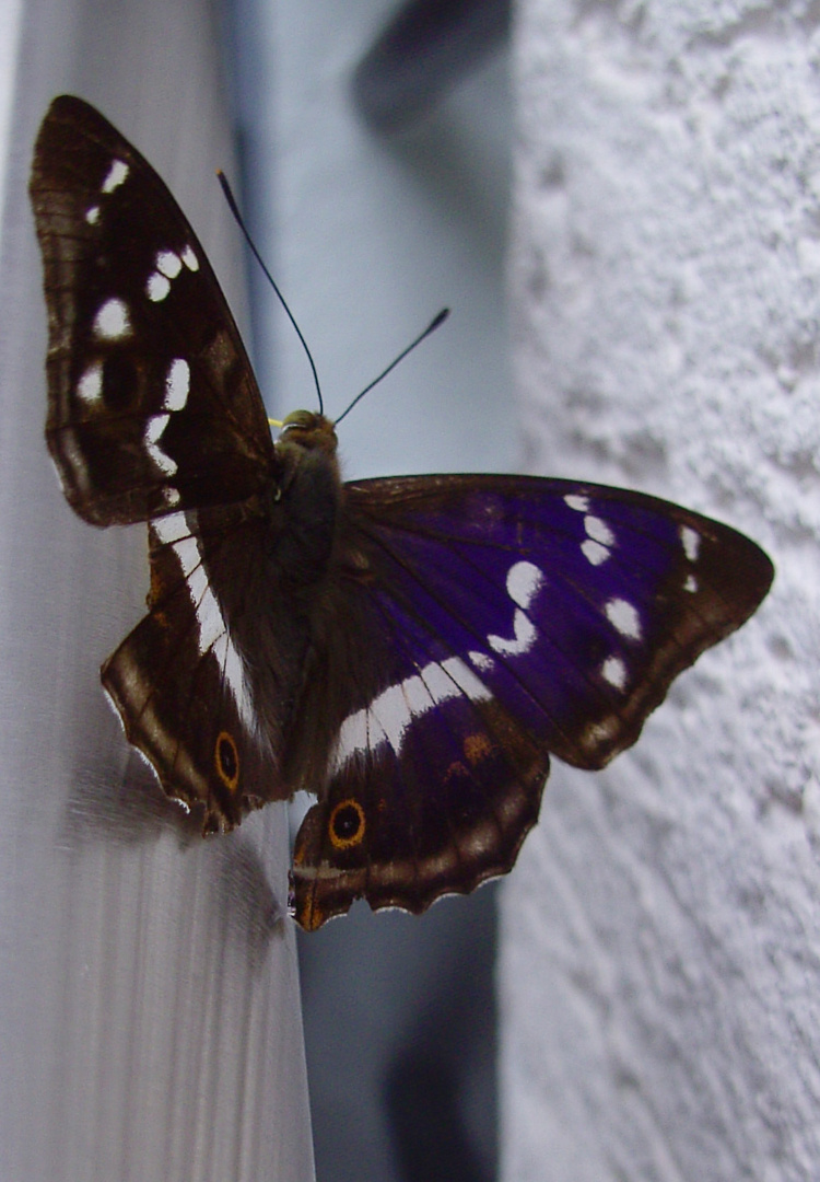 Schmetterling