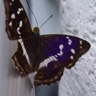 Schmetterling