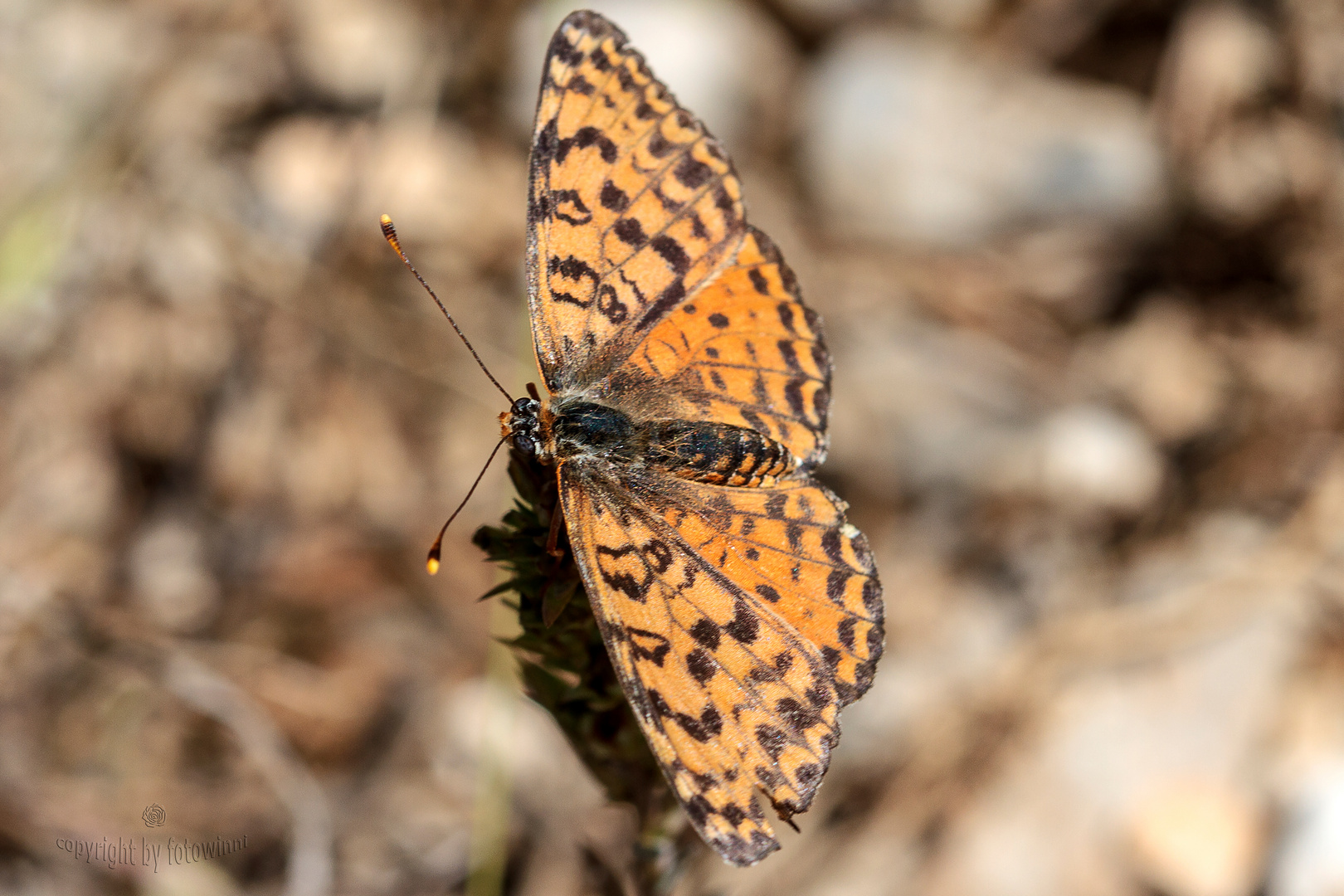 Schmetterling